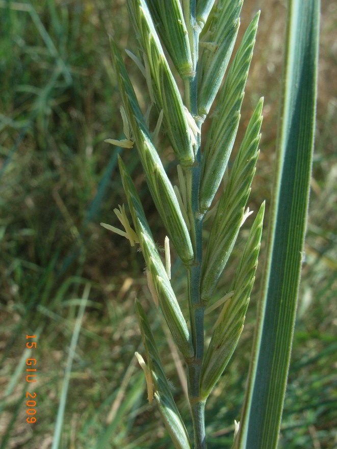 lungo il canale - Agropyron repens